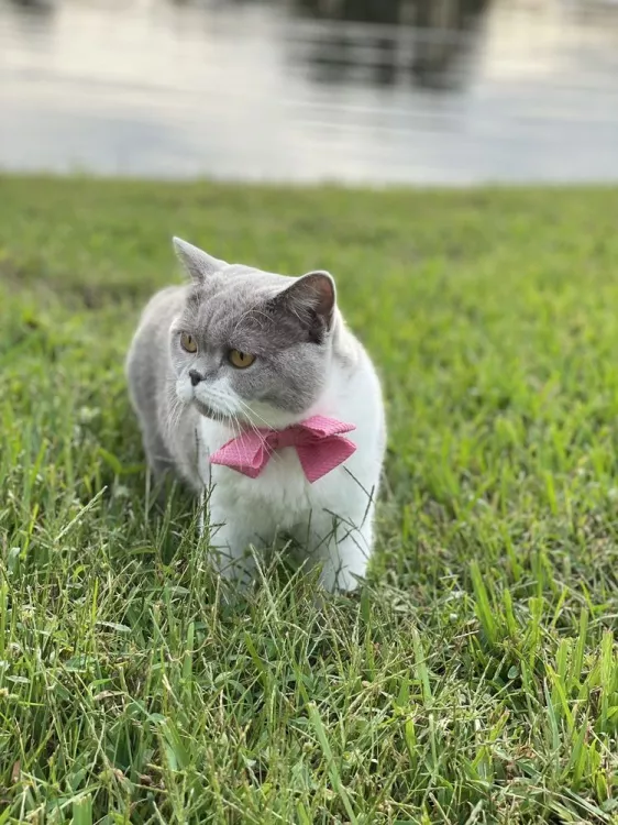 Fancy Pets, Florida, Lake Mary